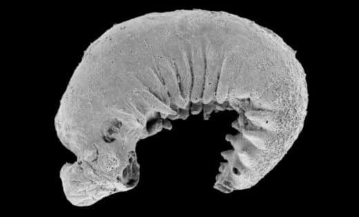 Ancient Fossil Discovery 520 Million Year Old Larva Preserves Brain And Guts