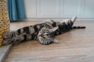 Can Cats Forget Their Owners Experts Reveal Surprising Truth Feline Memory