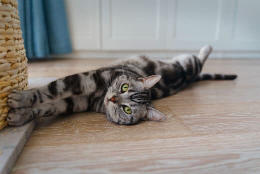 Can Cats Forget Their Owners Experts Reveal Surprising Truth Feline Memory