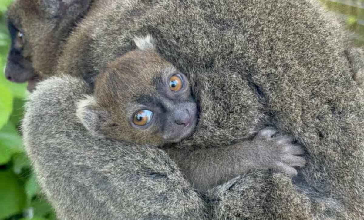 Cotswold Wildlife Park Celebrates Rare Birth Of Critically Endangered Lemur