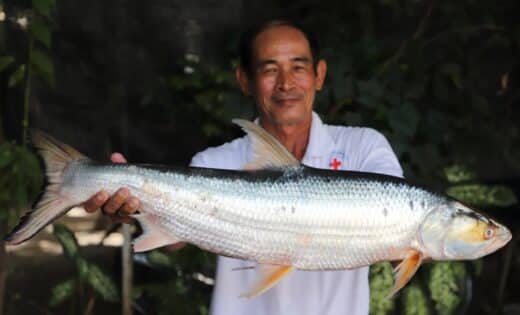 Critically Endangered Giant Fish Thought Extinct Found In Cambodia’s Mekong River