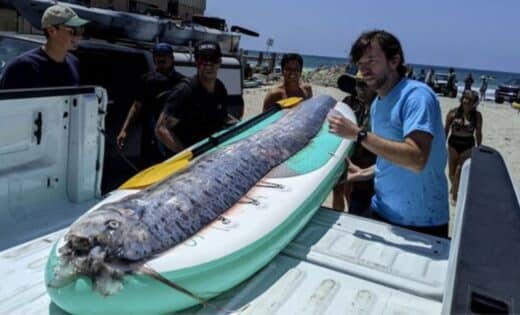 'doomsday Fish' Surfaces In San Diego Rare Oarfish Found In California Waters