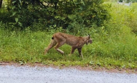 Endangered Canada Lynx Makes A Surprise Appearance In Vermont’s Mountains