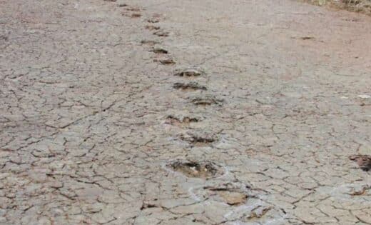 Epic Discovery Dinosaur Footprints Unearthed On Opposite Sides Of The Atlantic Link Ancient Continents