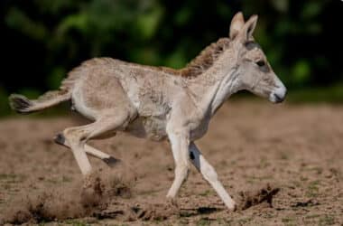 Extremely Rare Animal Born English Zoo One Worlds Rarest Species Welcomes New Offspring