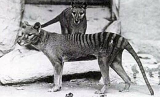 From Extinction To Resurrection Groundbreaking Genetic Discovery Brings Tasmanian Tiger Revival Within Reach