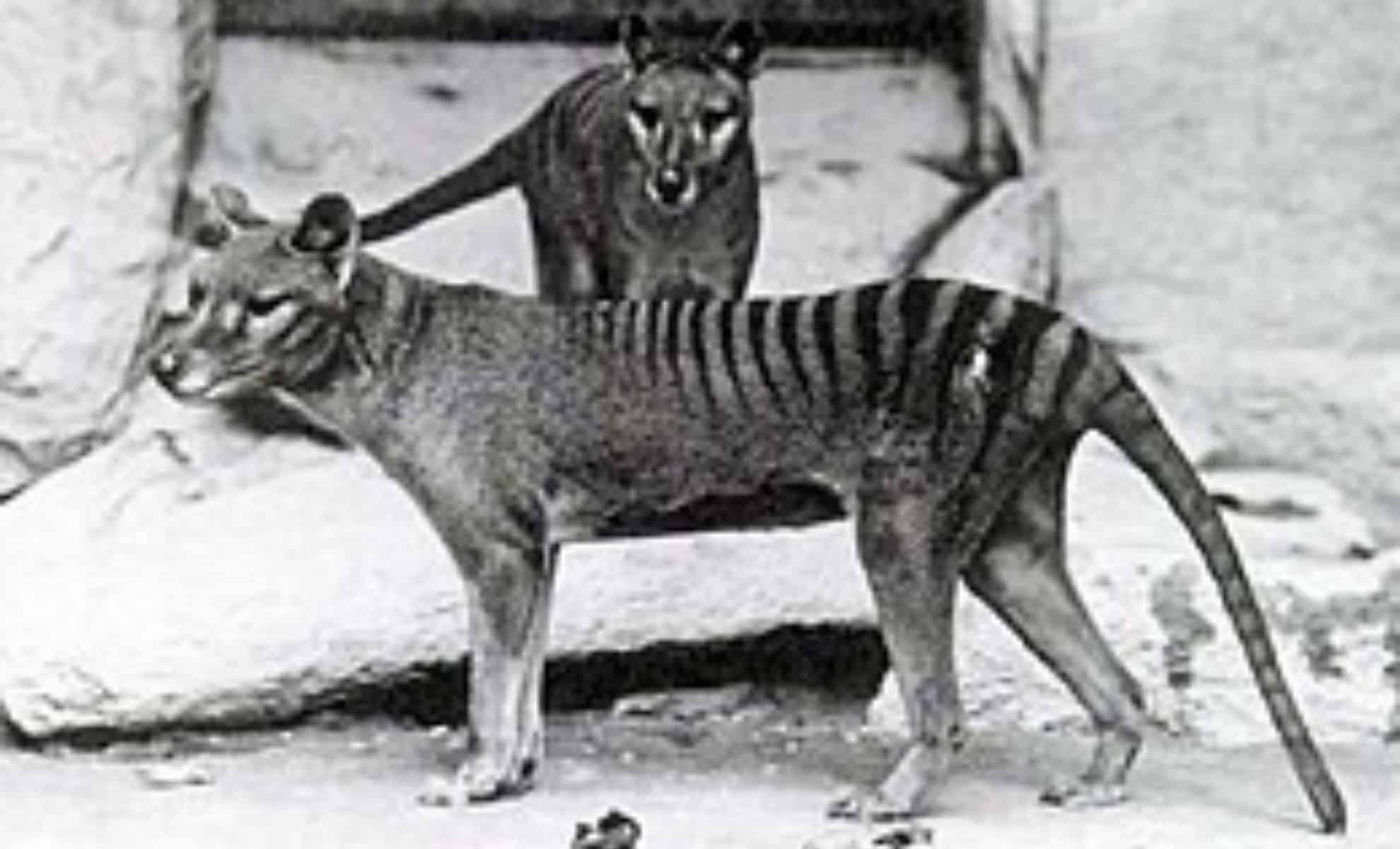 From Extinction To Resurrection Groundbreaking Genetic Discovery Brings Tasmanian Tiger Revival Within Reach