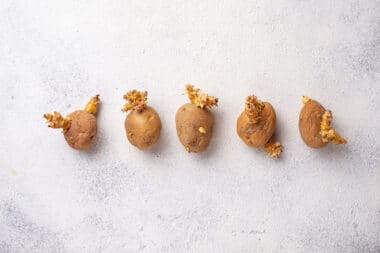 Grandmas Secret Trick Stop Potato Sprouting Extend Shelf Life Easily