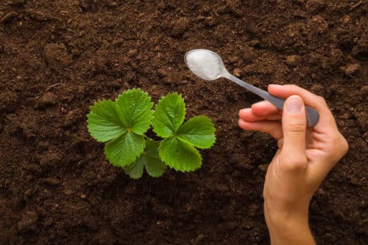 Grow Massive Strawberries Secret Homemade Fertilizer Trick That Yields Giant Fruits