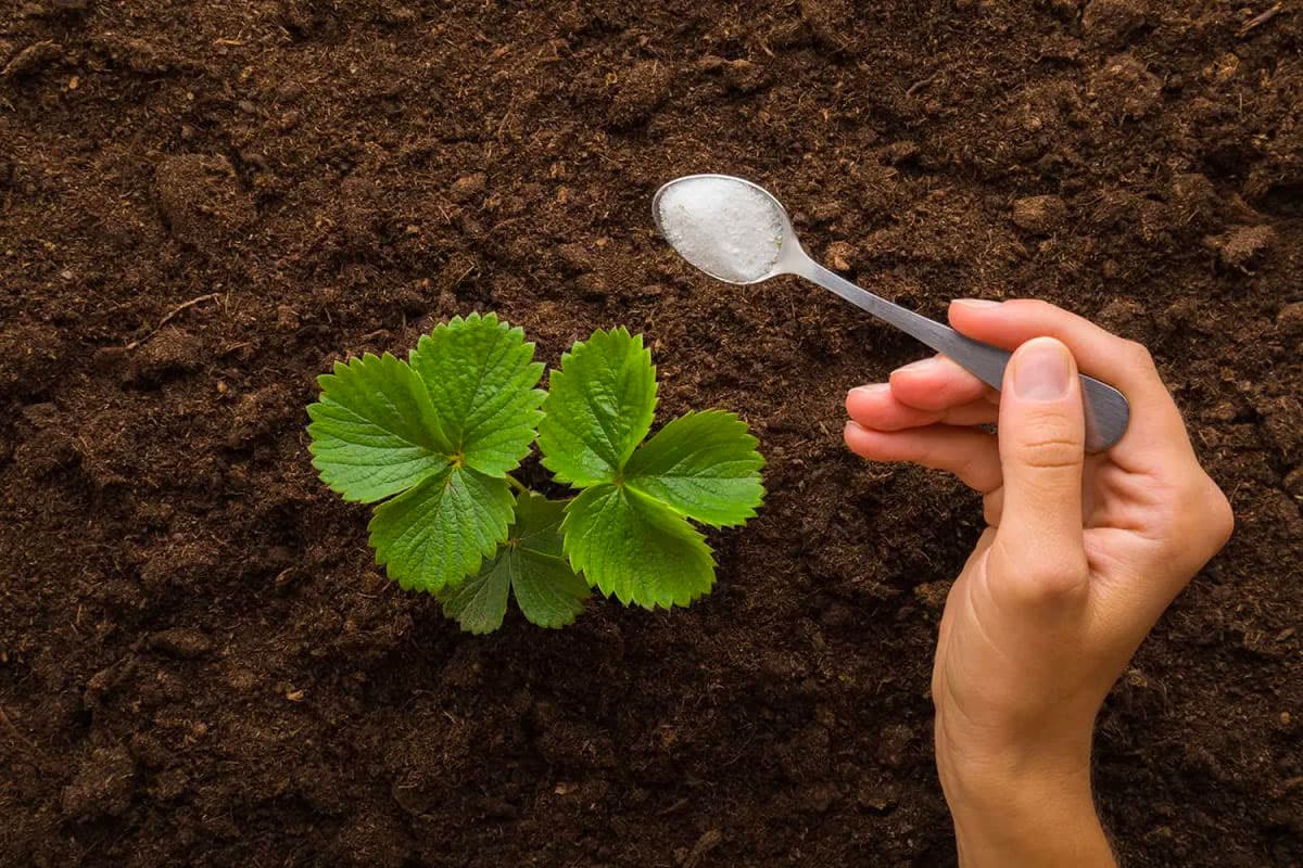Grow Massive Strawberries Secret Homemade Fertilizer Trick That Yields Giant Fruits