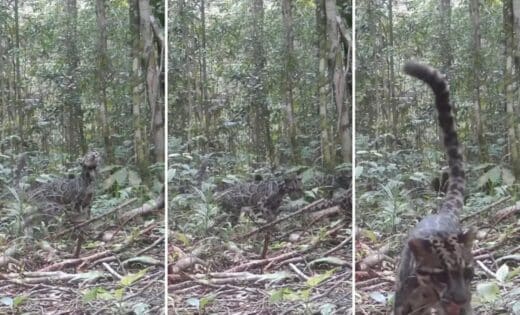 Historic Wildlife Footage Rare Family Of Endangered Big Cats Spotted In Borneo