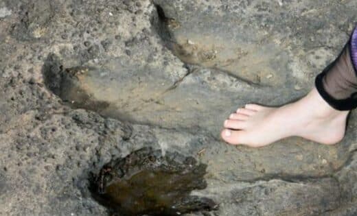 Incredible Discovery Young Girl Stumbles Upon 200 Million Year Old Dinosaur Footprints During Beach Walk