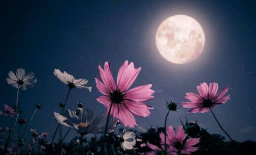 May's Full Flower Moon A Celestial Spectacle Near A Red Supergiant