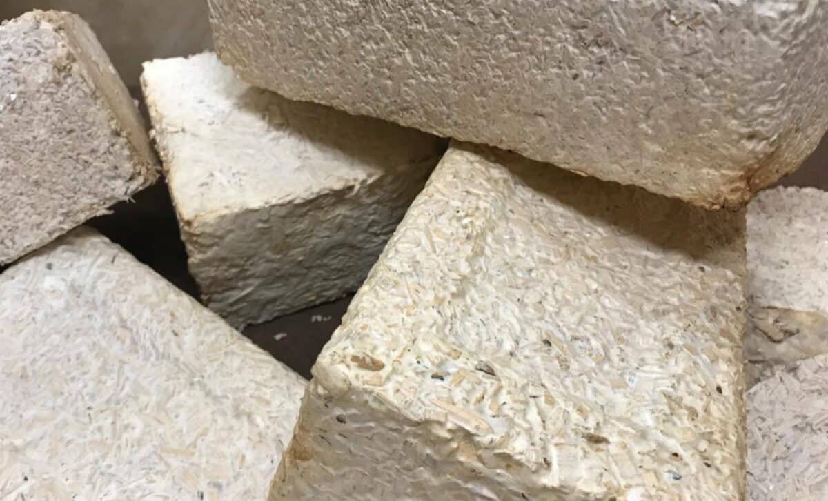 Nasa Advances Fungal Habitats For Sustainable Living On Moon And Mars