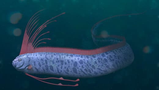 Rare Doomsday Fish Found In California Sparks Fears Of Natural Disasters