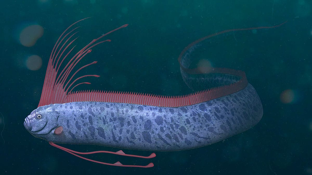 Rare Doomsday Fish Found In California Sparks Fears Of Natural Disasters