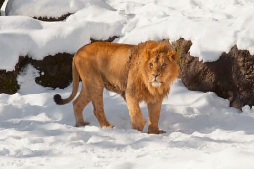 Rare Snowfall Blankets South African Wildlife Reserve Surprising Lions Giraffes