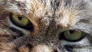 Rare White Tiger Cub Born San Diego Zoo First Decade