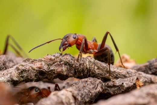 Scientists Reveal Staggering Number Ants Earth Count Will Amaze You