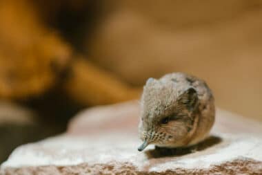 This Animal Measures Only A Few Centimeters Here Is The Smallest Mammal On The Planet