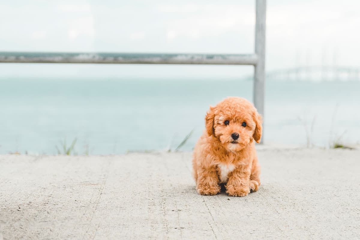 Top 10 Most Affectionate Dog Breeds Discover Friendliest Canine Companions Your Home