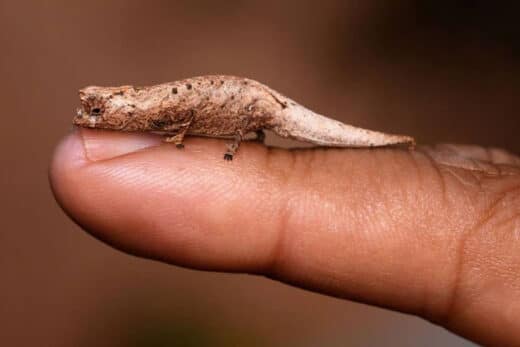 Tourists Accidentally Discover New Species Unknown Science Vacation