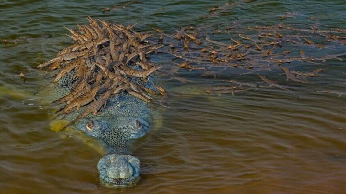 Viral Photo 100 Baby Crocodiles Ride Fathers Back Stunning Viewers Worldwide