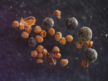 Willow Bud Scale, Arctic Poppy Seed, Fungal Bodies, And Rock Spike Moss Megaspores Found In The Gisp2 Soil Sample Viewed Under A Microscope.