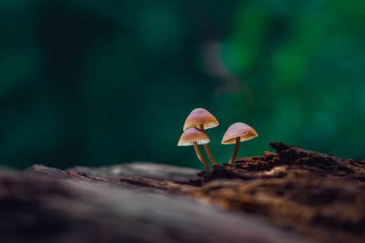 Worlds Biggest Organism Threatened Scientist Warns Ancient Fungus Colony Faces Slow Destruction