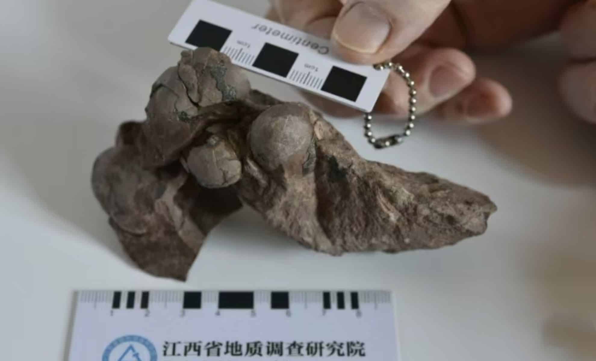 World's Smallest Dinosaur Egg Unearthed In China, Rewriting The Story Of Ancient Life