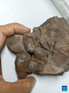 This Undated File Photo Shows A New Type Of Dinosaur Egg Fossils Discovered In The City Of Ganzhou, East China's Jiangxi Province. [photoxinhua]