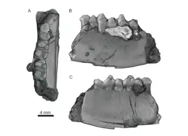3d Scans Of The Jawbone Fossil Of Heleocola Piceanus. The Fossils Were Found Near Rangely, Colorado, In The Northwest Of The State.