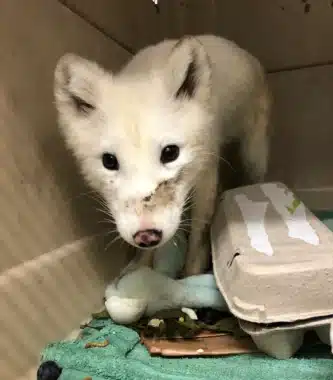 Artic Fox Found In Oregon. Credit Bird Alliance Of Oregon