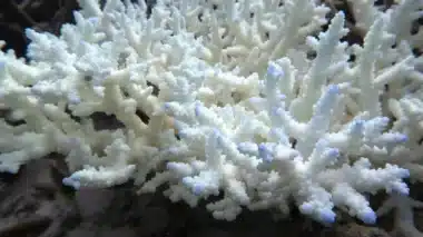 Mass Coral Bleaching Has Been Accuring In The Great Barries Reef Since The 1990's (image Credit Ove Hoegh Guldberg)