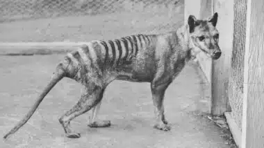 The Last Known Tasmanian Tiger Died At Beaumaris Zoo In Hobart, Tasmania, In 1936. (image Credit Hum Imagesuniversal Images Group Via Getty Images)